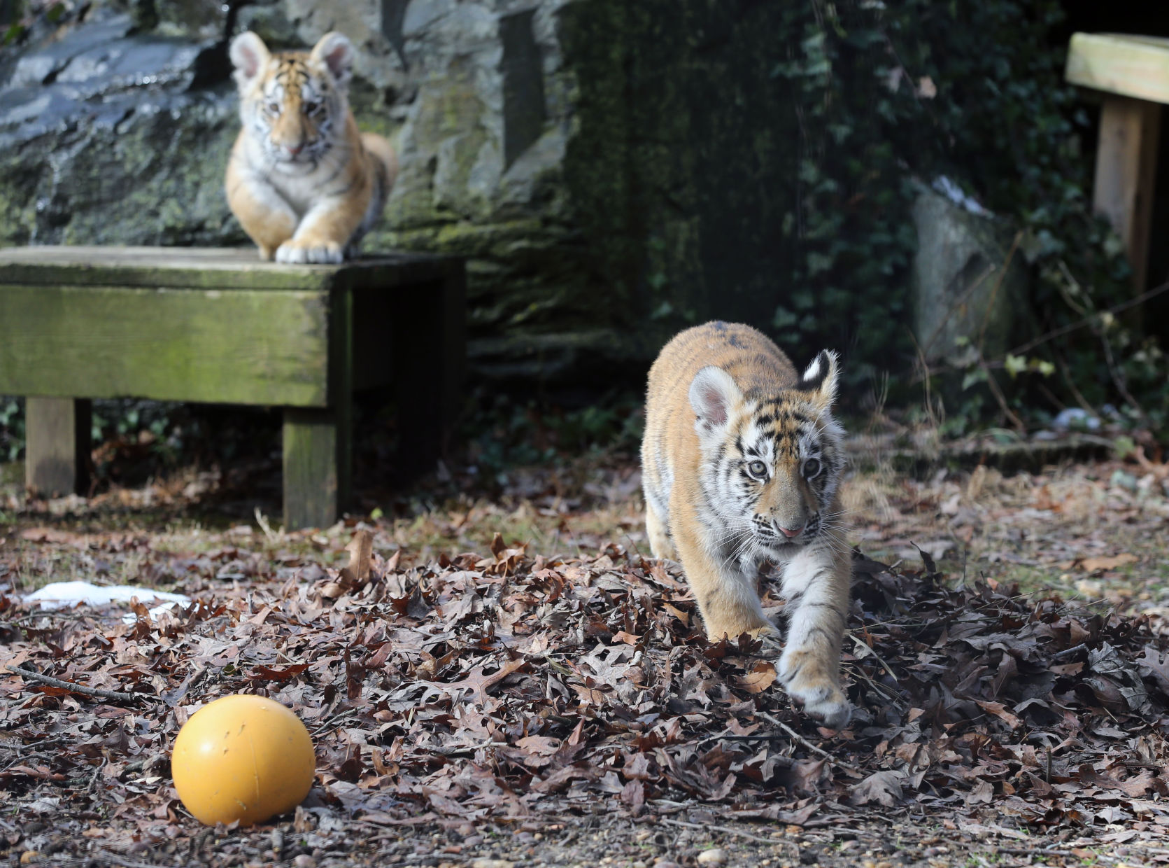Bridgeton's new tiger cubs